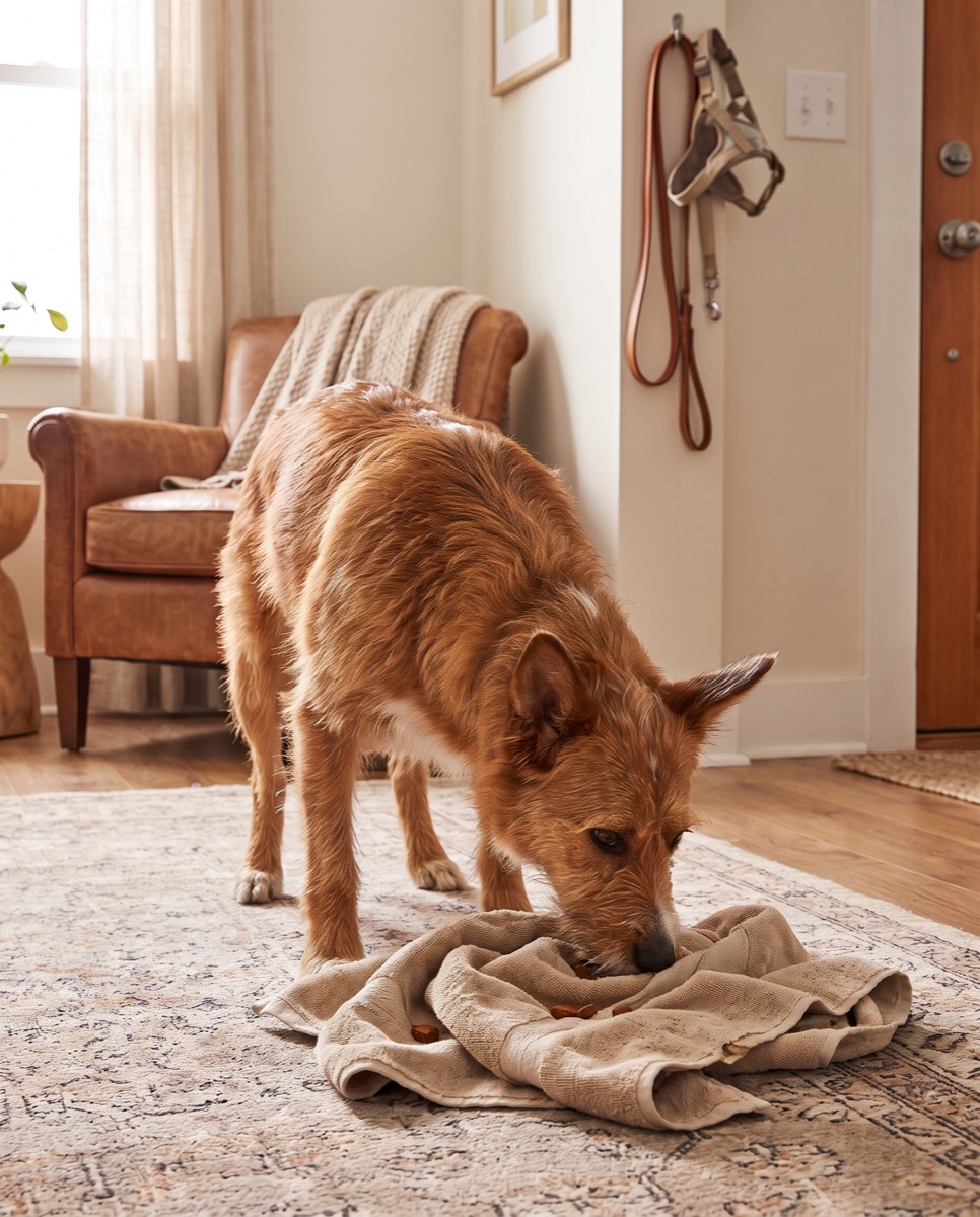 A scruffy tan dog nosing through a folded towel on a living-room rug, hunting for the treats hidden inside.